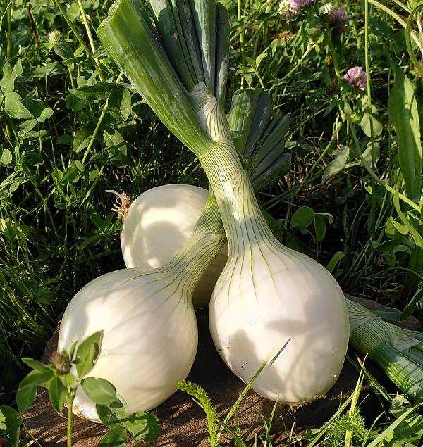 Produktfoto zu Gemüsezwiebeln