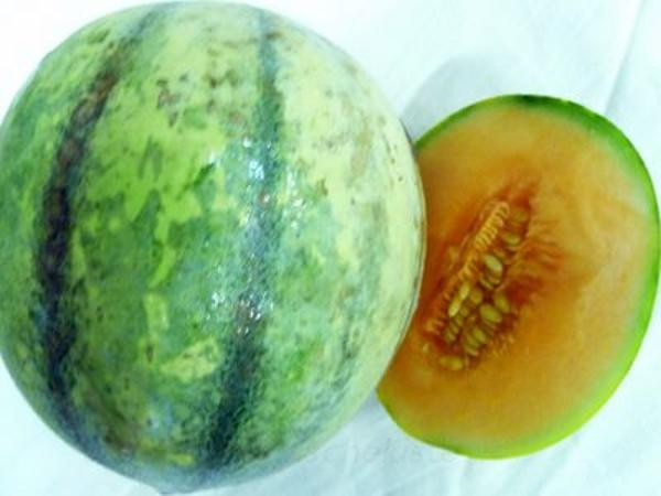 Produktfoto zu Charentais Melone