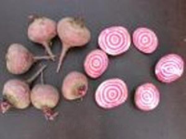 Produktfoto zu Rote Bete Chioggia (gestreift)