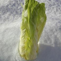 Produktfoto zu Zuckerhut