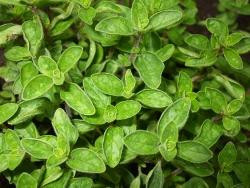 Produktfoto zu Oregano Bund