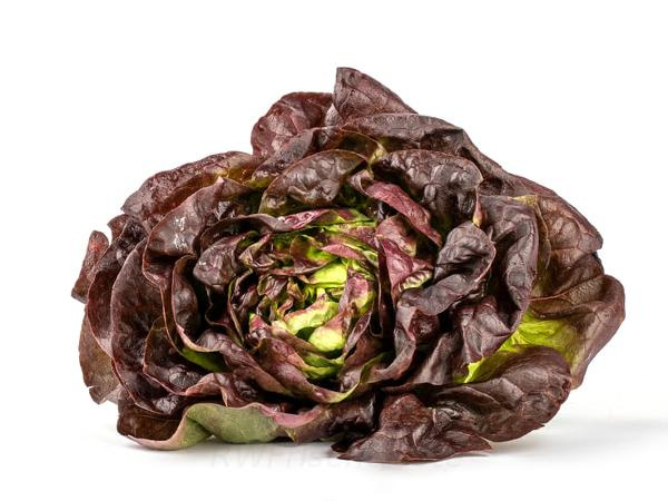 Produktfoto zu Kopfsalat rot